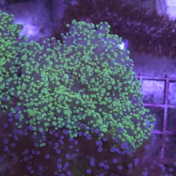 Euphyllia yaeyamensis K40