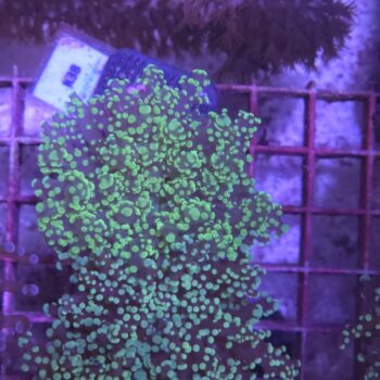Euphyllia yaeyamensis K38