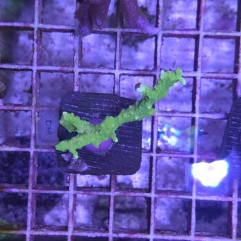 Montipora D38