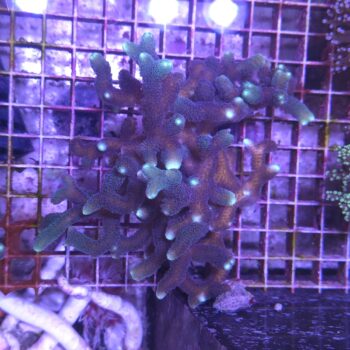 Seriatopora