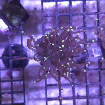 Euphyllia glabrescens F33