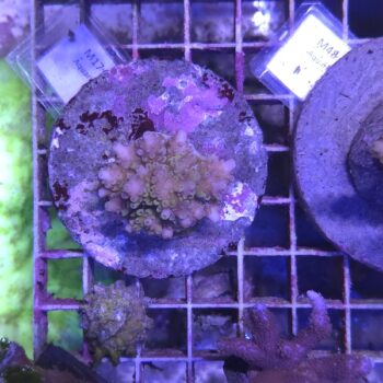 Acropora M17 (00005)
