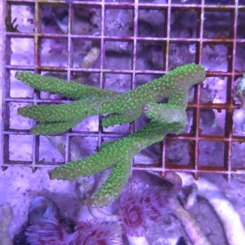 Acropora (47125)