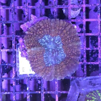 Lobophyllia A34 (29783)