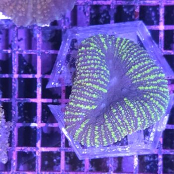 Lobophyllia B537 (00018)