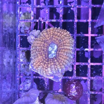 Lobophyllia A93 (29779)