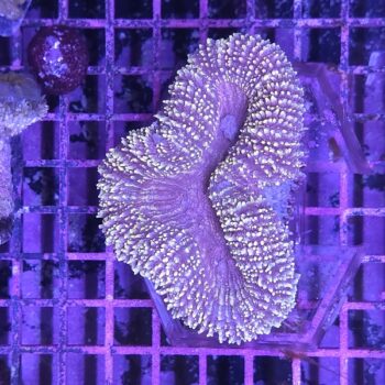 Lobophyllia K86 (29779)