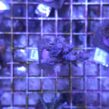 Acropora A536