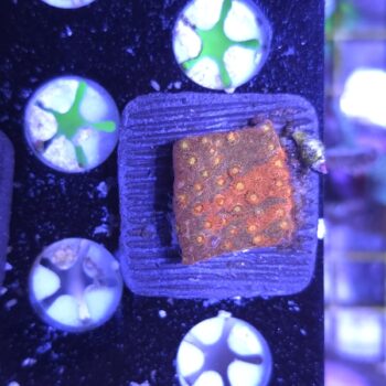 Cyphastrea crafted G80