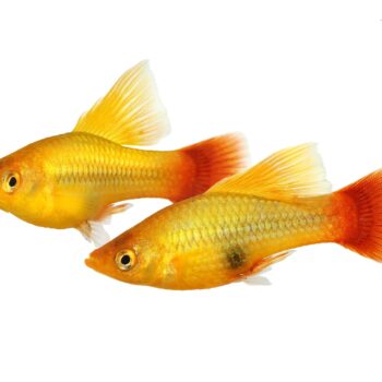 Xiphophorus maculatus - High fin Green Platy 2-2.5cm