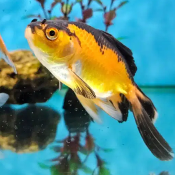 Carassius auratus - Comet Black and Gold Goldfish 5-7cm