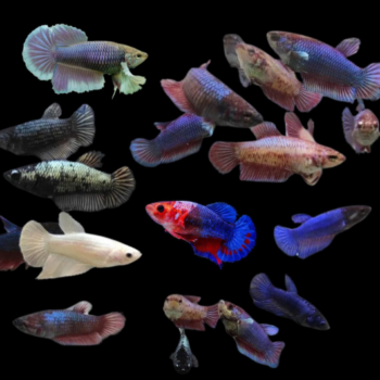 Betta spledens -Siamese Fighting Fish Female Assorted 4-5cm