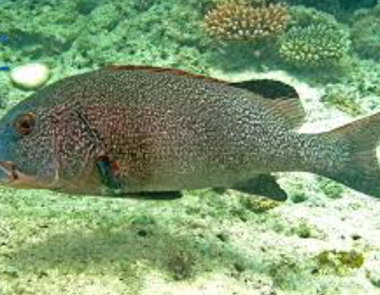 Plectorhinchus albovittatus- Yellow-lined Sweetlips