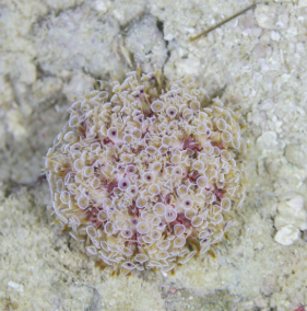 Toxopneustes pileolus- Flower Sea Urchin