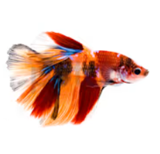 Betta spendens- Koi Tangerine Male 4-5cm
