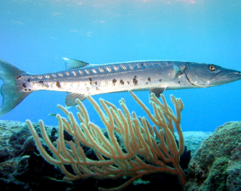 Sphyraena barracuda- Giant Barracuda M