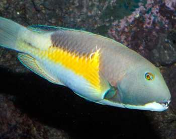 Choerodon anchorago- Yellow-cheek Turkifish L
