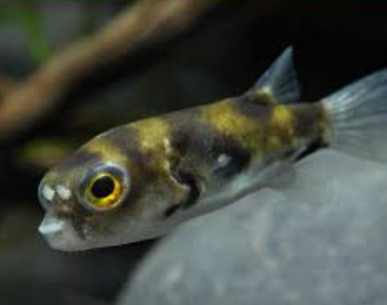 Colomesus asellus - Amazon Puffer 3-4cm