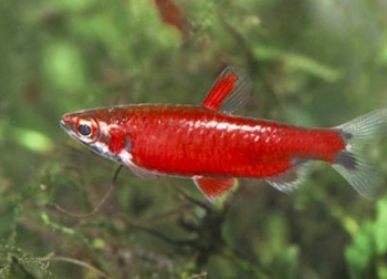 Nannostomus amaya - Super Red Cenepa Pencilfish 2-3 cm