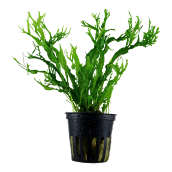 Tropica Microsorum pteropus 'Windelov' 1-2 Grow!