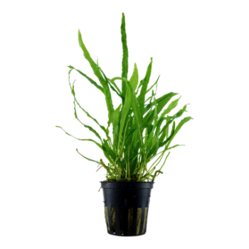 Tropica Microsorum pteropus 'Narrow' 1-2 Grow!