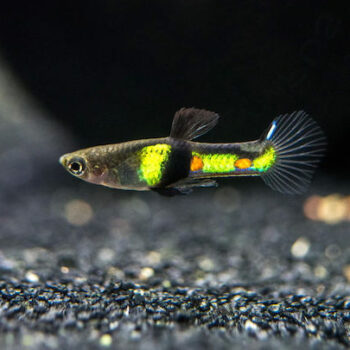 Poecilia wingei-El Tigre Endlers 2cm