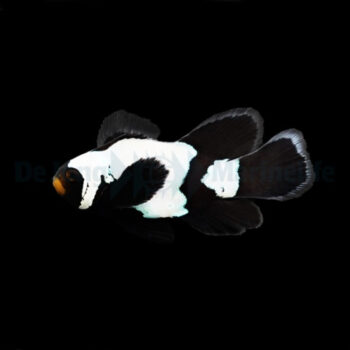 Amphiprion ocellaris - Long fin Black Snowflake