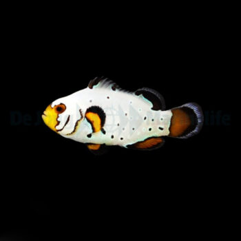 Amphiprion ocellaris -Frostbite Clownfish