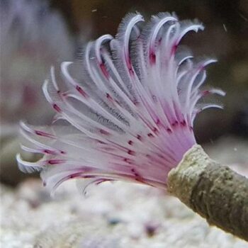 Bispira Guinensis - Feather Duster Pink/ White