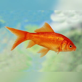 Carassius auratus - Comet Red 7.5cm