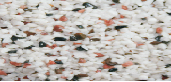 Chicos Tricolor sand 3-5mm 10kg