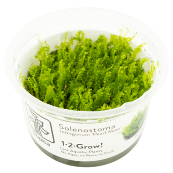 Tropica Solenostoma tetragonum 'Pearl Moss' 1-2 Grow!