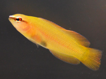 Pseudochromis leucorynchus - White-nosed dottyback