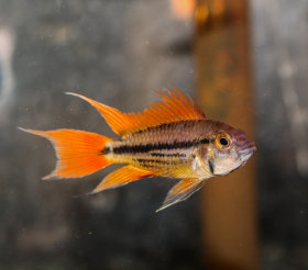 Apistogramma cacatuoides-Mega Orange Cacatuoides 5cm
