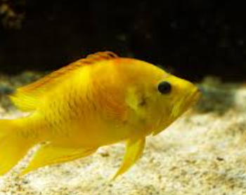 Epibulus insidiator- Slingjaw Wrasse (Yellow) L