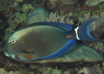 Acanthurus auranticavus- Ring-tail Surgeonfish M
