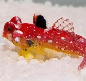 Synchiropus Sycorax- Ruby Red Dragonet (Female)