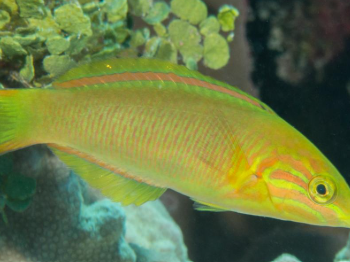 Thalassoma lutescens - Yellow Lunare Wrasse L