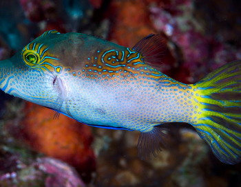 Canthigaster epilampra - Blue Spotted Puffer