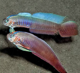 Oxymetopon cyanoctenosum- Blue-barred Ribbon Goby L