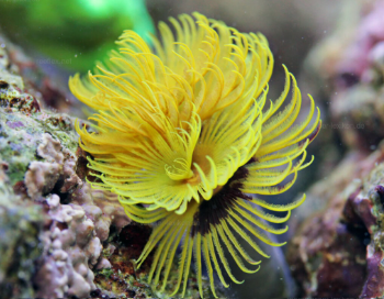 Sabellastarte Sp.- Feather Duster Yellow / Green