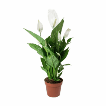 Spathiphyllum (s) D9 H30 B