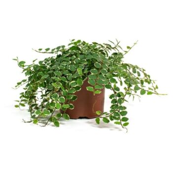Ficus pumila D9 H15