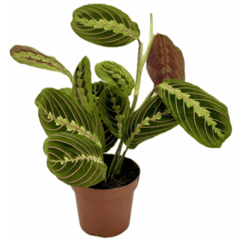 Calathea Maranta D12 H35