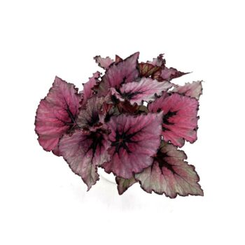 Begonia Magenta D15 H30