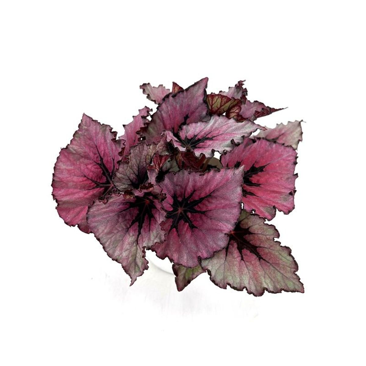 Begonia Magenta D15 H30 1 Begonia Magenta D15 H30