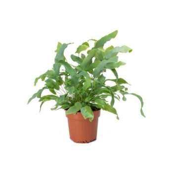 Phlebodium D12 H30