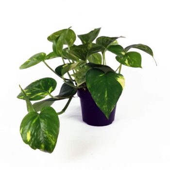 Epipremnum Aureum( Πόθος ) D12 H20