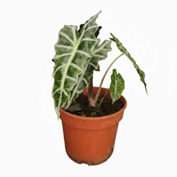 Alocasia amazonica D12 H30