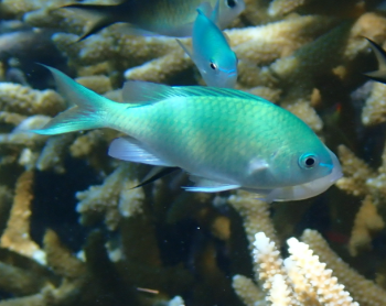 Chromis viridis L- Green Chromis